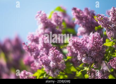 Weiches Fokusbild des blühenden Zweiges eines lila Flieders. Frühling blühende Fliederbaumblumen. Fliederblüte im Frühling. Stockfoto
