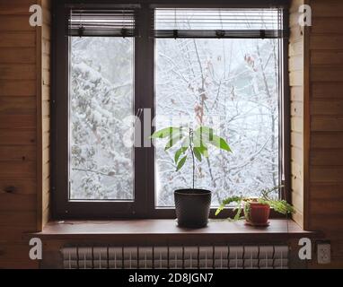 Pflanzen auf der Fensterbank und Winterlandschaft außerhalb der Angezeigt Stockfoto