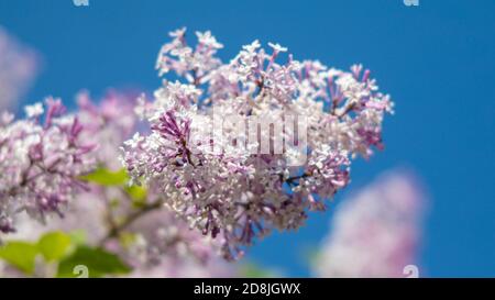 Weiches Fokusbild des blühenden Zweiges eines lila Flieders. Frühling blühende Fliederbaumblumen. Fliederblüte im Frühling. Breites 16:9-Foto. Stockfoto