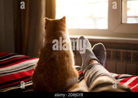 Liegen und Entspannen im Bett mit Katze gegenüber dem Fenster an einem sonnigen Tag. Stockfoto