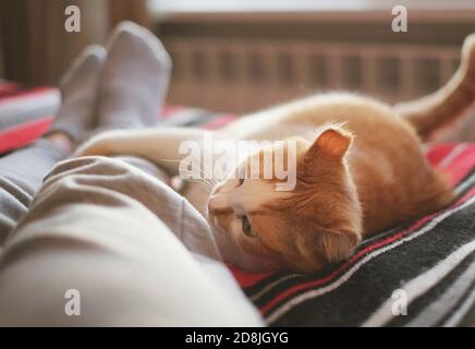 Liegen und Entspannen im Bett mit Katze gegenüber dem Fenster an einem sonnigen Tag. Stockfoto