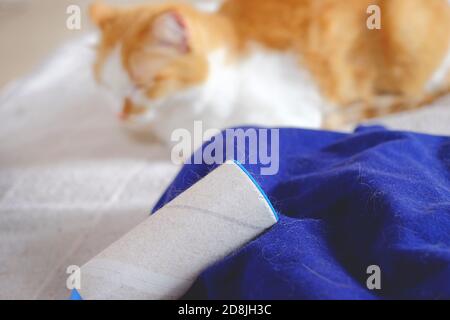 Katzenvergießen, Flusenentferner und blaue Kleidung voller Tierhaare Stockfoto