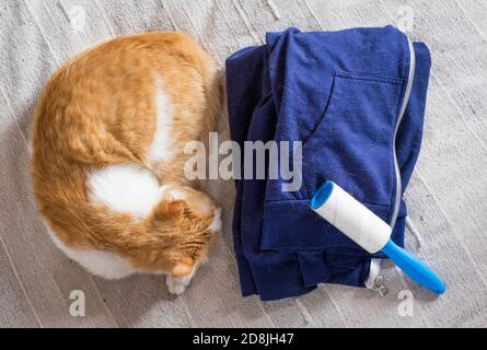 Katzenvergießen, Flusenentferner und blaue Kleidung voller Tierhaare Stockfoto