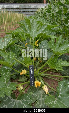 Gelbe Blume Kopf einer selbst angebauten organischen Sommer Blüte Zucchini oder Zucgette Plant (Cucurbita pepo) Anbau auf einer Zuteilung in einem Gemüsegarten Stockfoto