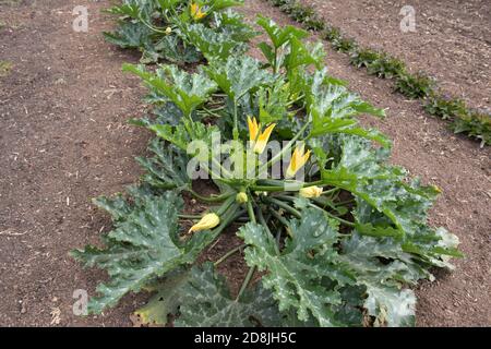 Gelbe Blume Kopf einer selbst angebauten organischen Sommer Blüte Zucchini oder Zucgette Plant (Cucurbita pepo) Anbau auf einer Zuteilung in einem Gemüsegarten Stockfoto