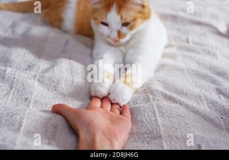 Freundschaft zwischen Mensch und Katze. Pfoten sind auf der Hand. Stockfoto