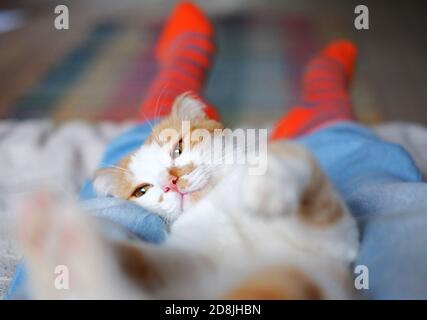 Liegend und entspannend mit Katze auf den menschlichen Beinen Stockfoto