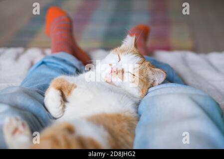 Nette Katze schläft auf den menschlichen Beinen Stockfoto