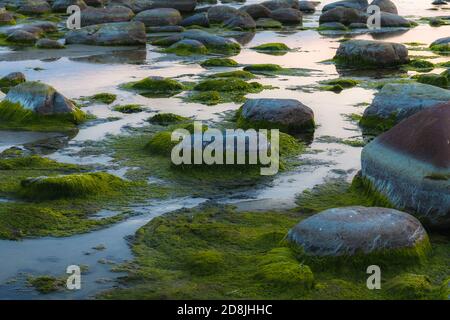 Grüne Algen bedeckten Felsbrocken am Strand der Küste. Hintergrund- und Oberflächenstruktur. Meeresalgen oder grünes Moos stecken auf Stein. Felsen mit grüner Wippe bedeckt Stockfoto