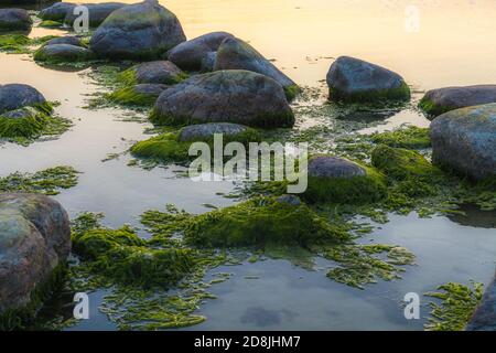 Grüne Algen bedeckten Felsbrocken am Strand der Küste. Hintergrund- und Oberflächenstruktur. Meeresalgen oder grünes Moos stecken auf Stein. Felsen mit grüner Wippe bedeckt Stockfoto