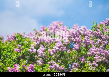 Weiches Fokusbild des blühenden Zweiges eines lila Flieders. Frühling blühende Fliederbaumblumen. Fliederblüte im Frühling. Stockfoto