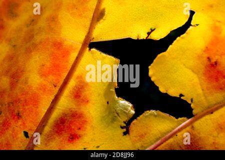 Braunschweig, Deutschland. Oktober 2020. Die Sonne scheint durch ein Loch in einem herbstlichen Ahornblatt. Quelle: Stefan Jaitner/dpa/Alamy Live News Stockfoto