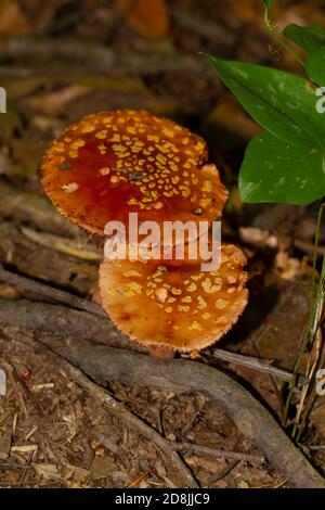 Isoliertes Bild von Amanita muscaria alias Fly Agaric Pilz wächst auf feuchten Waldboden nach Regen. Das Bild wurde in Maryland aufgenommen Stockfoto