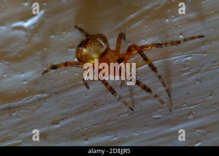 Nahaufnahme eines Gewirr-Spinnennetzes alias a comb footed Spider. Diese Spinnen gehören zur Familie der Theridiidae. Dieses Bild wurde auf einem Innenhou aufgenommen Stockfoto