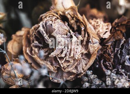 Trockenes Bouquet. Nahaufnahme von getrockneten Blumen in einem Blumenstrauß. Leben und Tod Konzept. Verwelkte Blume Hintergrund Stockfoto