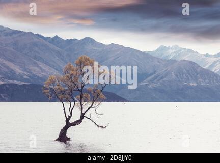 Berühmter Wanaka Baum im Lake Wanaka, Neuseeland. Stockfoto