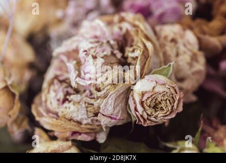 Trockenes Bouquet. Nahaufnahme von getrockneten Blumen in einem Blumenstrauß. Leben und Tod Konzept. Verwelkte Blume Hintergrund Stockfoto