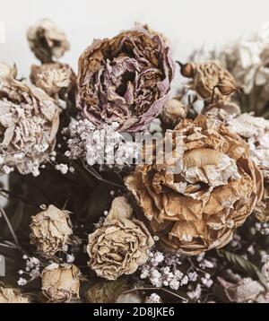 Trockenes Bouquet. Nahaufnahme von getrockneten Blumen in einem Blumenstrauß. Leben und Tod Konzept. Verwelkte Blume Hintergrund Stockfoto