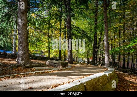 Montseny tiefen Wald bunten Herbst in Katalonien, Spanien. Stockfoto