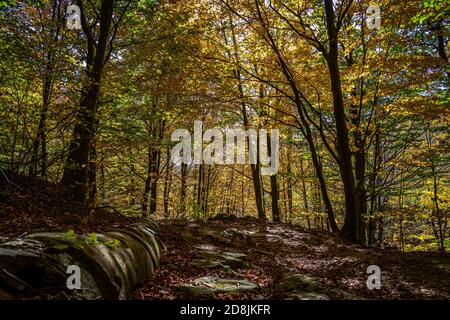 Montseny tiefen Wald bunten Herbst in Katalonien, Spanien. Stockfoto