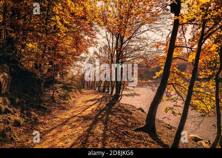 Montseny tiefen Wald bunten Herbst in Katalonien, Spanien. Stockfoto