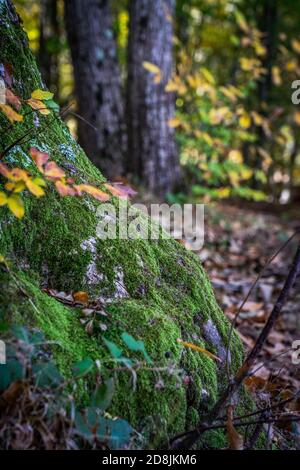 Montseny tiefen Wald bunten Herbst in Katalonien, Spanien. Stockfoto