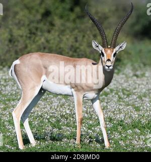 Eine Grants Gazelle (Nanger granti) grast in einem Fleck blühender Pflanzen. Sinya Wildlife Management Area, Tansania. Stockfoto