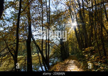 Hardegg: Thayatal Nationalpark, Herbstfärbung, Wanderweg am Fluss Thaya, Weinviertel, Niederösterreich, Niederösterreich, Österreich Stockfoto