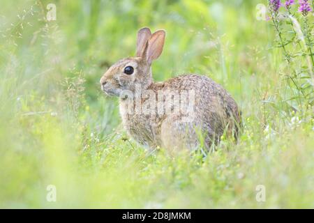 Östlichen Cottontail Kaninchen (Sylvilagus Floridanus) Stockfoto