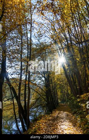 Hardegg: Thayatal Nationalpark, Herbstfärbung, Wanderweg am Fluss Thaya, Weinviertel, Niederösterreich, Niederösterreich, Österreich Stockfoto