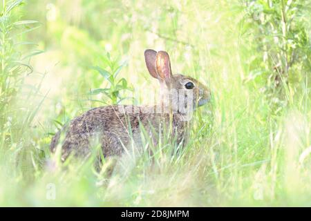 Östlichen Cottontail Kaninchen (Sylvilagus Floridanus) Stockfoto