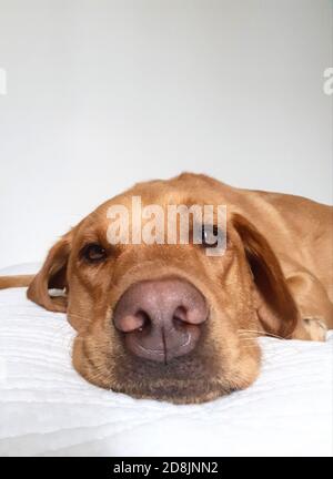 Ein Nahaufnahme Porträt des Kopfes und Schnauze eines faulen Labrador Retriever Hund sieht lustig, gemütlich und komfortabel auf einem Bett mit Kopieplatz Stockfoto