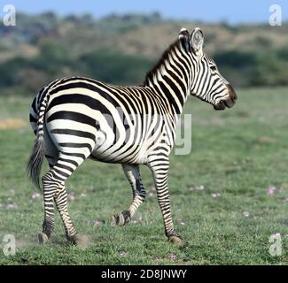 Eine Ebene Zebra (Equus quagga, ehemals Equus burchellii) auf dem trockenen Grasland des Sinya Wildlife Management Area. Sinya Wildlife Management Area, Stockfoto