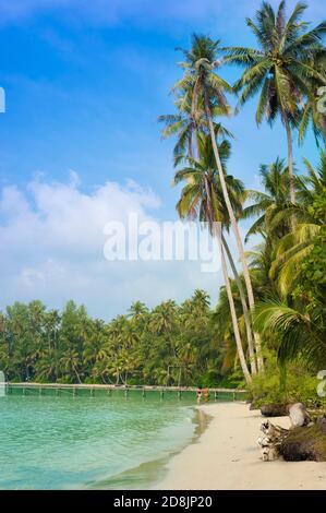 Tropischer Sandstrand mit hohen Kokospalmen auf der Insel Koh Kood, Thailand Stockfoto