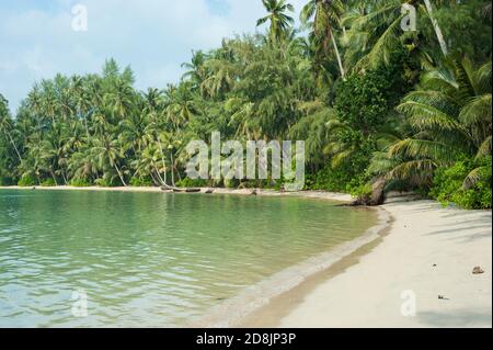 Tropischer Sandstrand mit hohen Kokospalmen auf der Insel Koh Kood, Thailand Stockfoto