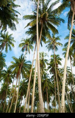 Hohe Kokospalmen gegen den Himmel, Thailand Stockfoto