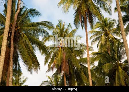 Hohe Kokospalmen gegen den Himmel, Thailand Stockfoto