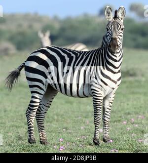 Eine Ebene Zebra (Equus quagga, ehemals Equus burchellii) auf dem trockenen Grasland des Sinya Wildlife Management Area. Sinya Wildlife Management Area, Stockfoto