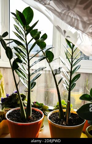 Verschiedene grüne Topfpflanzen in der Nähe Fenster zu Hause. Fensterbank. Bleib zu Hause. Setzlinge, Topfblumen, Pflege für Blumen zu Hause. Grüne Blumen in der Stockfoto