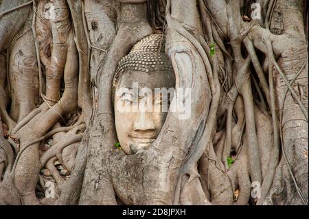 Buddha Kopf eingebettet in einen Banyan Baum, Wat Mahathat Maha That, Ayutthaya, Thailand Stockfoto