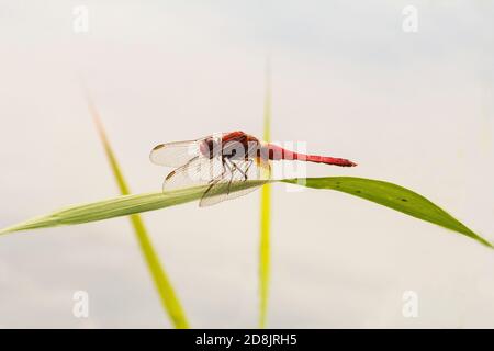 Rote Libelle auf grünem Blatt Stockfoto