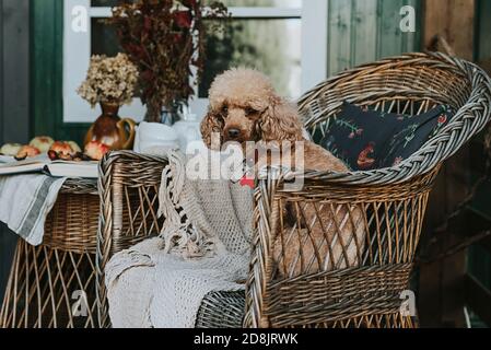 Hund Aprikosenpudel sitzt auf dem Sessel auf der Veranda Des Hinterhofs im Herbst dekoriert Stockfoto