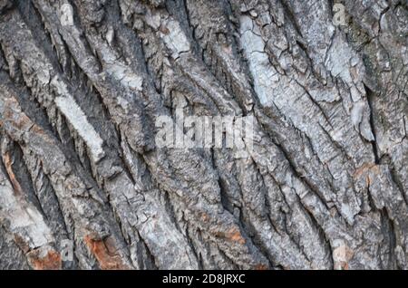 Alte hölzerne Hintergrund Bark of Elm. Nahtlos Kachelbare Textur. Stockfoto