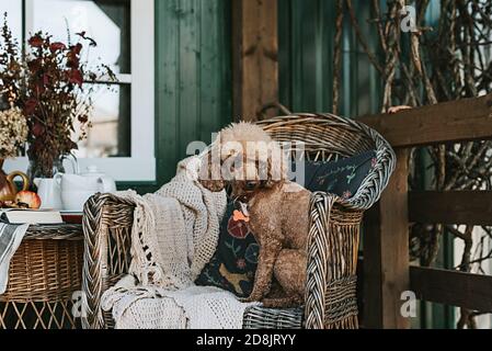 Hund Aprikosenpudel sitzt auf dem Sessel auf der Veranda Des Hinterhofs im Herbst dekoriert Stockfoto