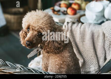 Hund Aprikosenpudel sitzt auf dem Sessel auf der Veranda Des Hinterhofs im Herbst dekoriert Stockfoto