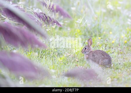 Östlichen Cottontail Kaninchen (Sylvilagus Floridanus) Stockfoto