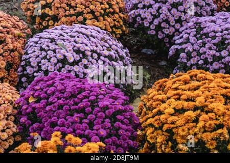 Stehen Sie mit Chrysanthemen auf dem Wolski Friedhof in Warschau, wenige Tage vor Allerheiligen Fest in Polen Stockfoto