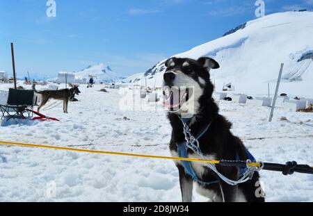 Huskyhunde auf dem Mendenhall Gletscher musher Camp trainierten für Schlittenhunderennen und Iditarod Rennen, Mendenhall Gletscher bei Juneau, Alaska Stockfoto