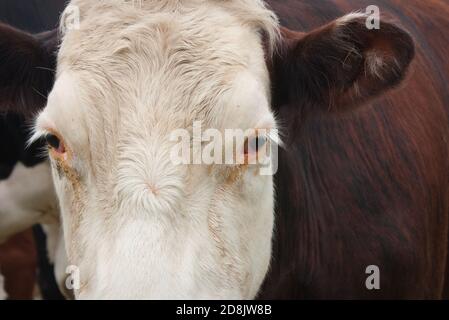 Holstein/Fresian Cow Stockfoto