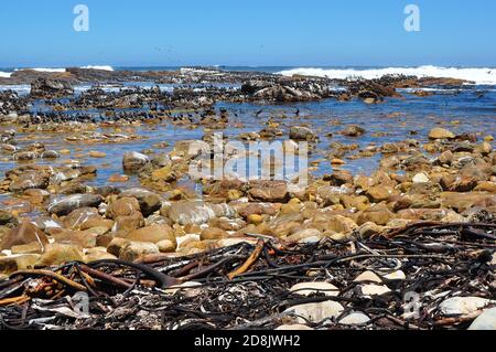 Kap der Guten Hoffnung Kolonie von Kormoranen und trockenem Seetang am Strand, Kap der Guten Hoffnung, Südafrika Stockfoto